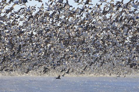 Afternoon liftoff of snow geese at Loess Bluffs National Wildlife Refuge | FWS.gov