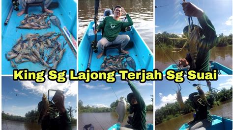 Udang Galah Jenggo 104 Giant River Prawn Sungai Suai YouTube