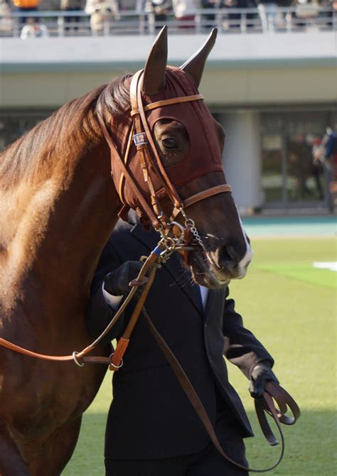 1月29日東京競馬8r4歳以上2勝クラス★ダ2100★ヒシエレガンス★ 公式：黒澤ひかりのキラキラ日記～magic Kiss