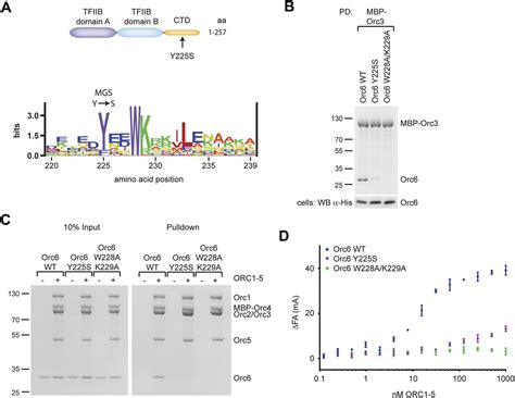 Figures And Data In A Meier Gorlin Syndrome Mutation In A Conserved C