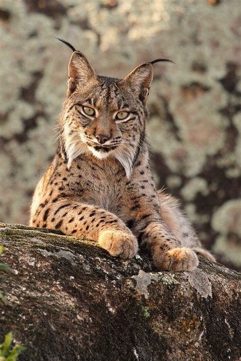 Iberian Lynx (Lynx pardinus) is a critically endangered species of ...