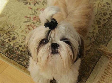 Beautiful Ele Shih Tzu Animais