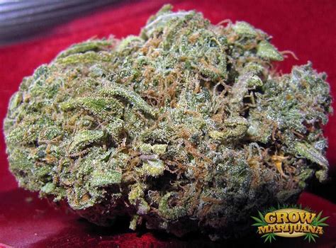 Blue Cheese Seeds - Strain Review | Grow-Marijuana.com