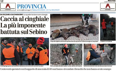 Sebino Imponente Battuta Al Cinghiale Le Conseguenze Emergenza Cinghiali