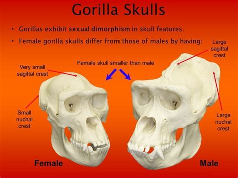 Gorilla Skulls Gorillas Exhibit Sexual Dimorphism In Skull Features