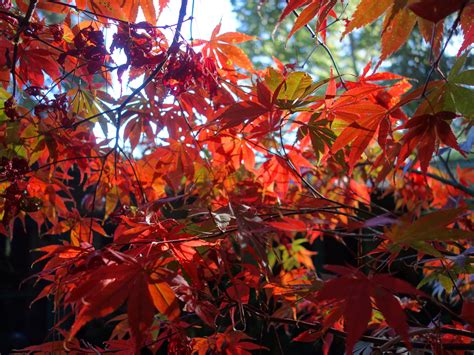 Bloodgood_Japanese_maple | Gardening Tips for the Santa Cruz Mountains