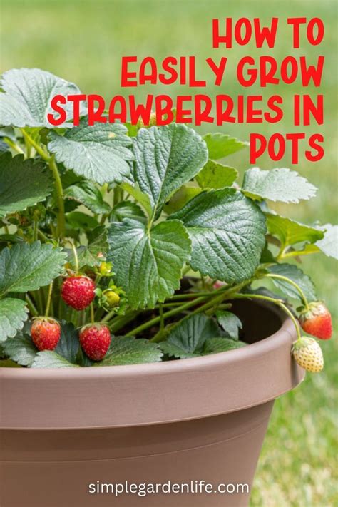 Tips To Easily Grow Strawberries In Pots Containers Growing