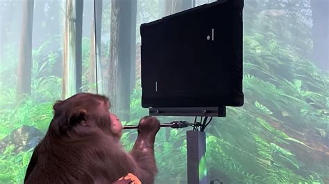 Watch Monkey Uses Elon Musks Neuralink To Play Pong With Its Mind