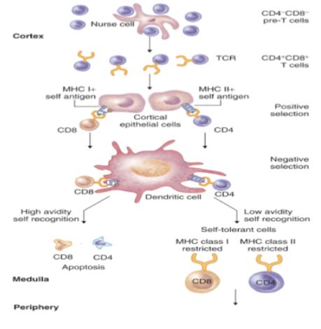 Immunology Exam Flashcards Quizlet