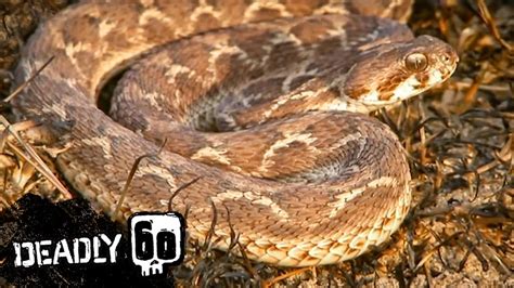 Deadly Viper Strikes Steve Deadly 60 Bbc Earth Kids Youtube