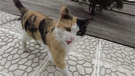 Cute Meowing Calico Cat Was Starving Youtube