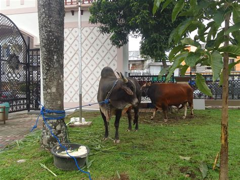 Gubernur Maluku Serahkan Sapi Kurban Presiden Dan Darinya Di Hari Raya