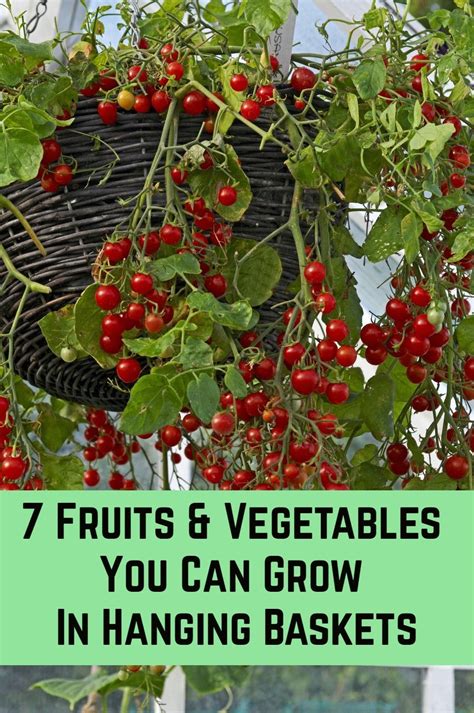 7 Fruits Vegetables You Can Grow In Hanging Baskets Artofit