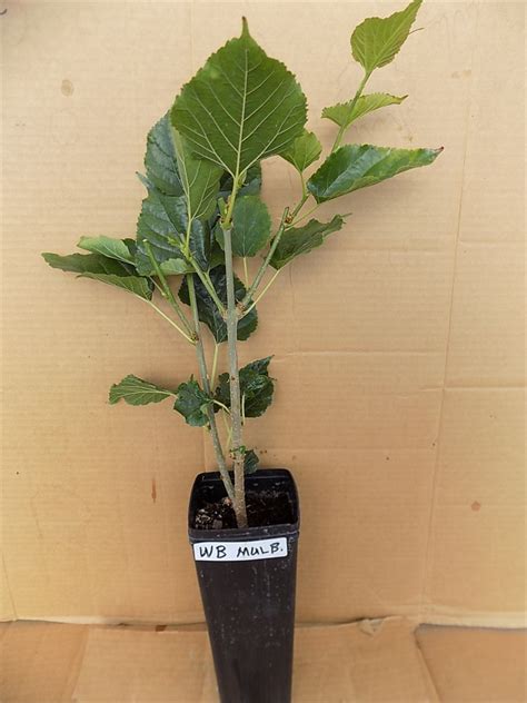 FigBid - Online Auctions of Fig Trees, Fig Cuttings & Growing Supplies - World's Best mulberry tree