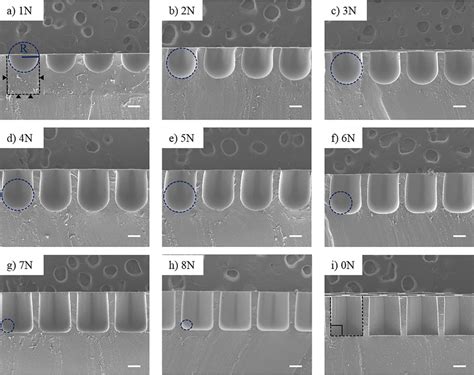 Cross Sectional Scanning Electron Microscopy SEM Images Of Honeycomb