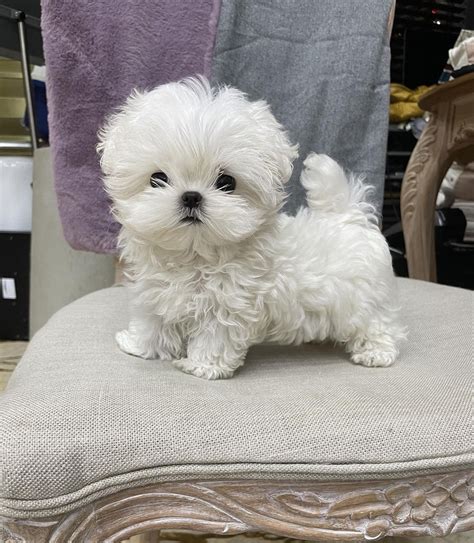 Teacup Bichon Frise Puppies For Sale Near Me In USA Very Cute Puppies