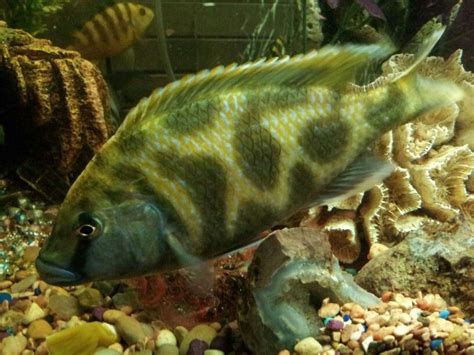 The giraffe fish is getting big | Cichlids, Fish pet, Fish