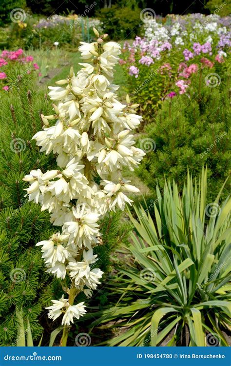 Yucca Filamentosa Blossom, Yucca Blooms A Beautiful White Flower Stock Photography ...