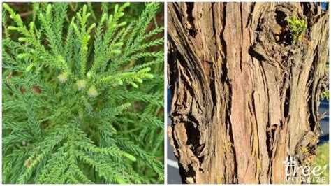 17 Different Types of Cedar Trees & Their Identifying Features