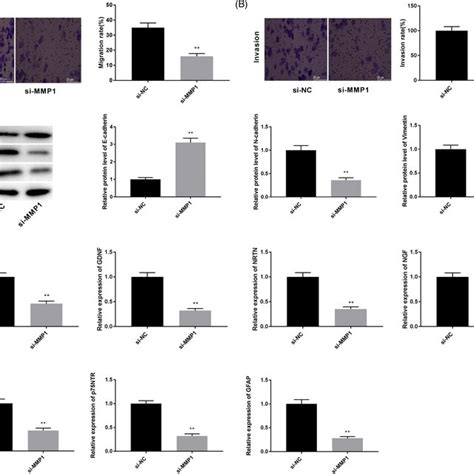 Knockdown Of Mmp1 Represses The Migration Invasion Emt And