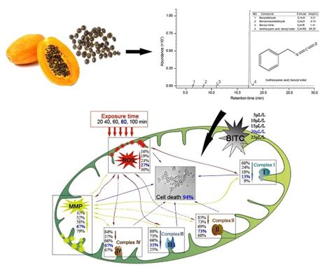 Ijms Free Full Text The Candida Albicans Inhibitory Activity Of The