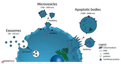 Vesicles Diagram