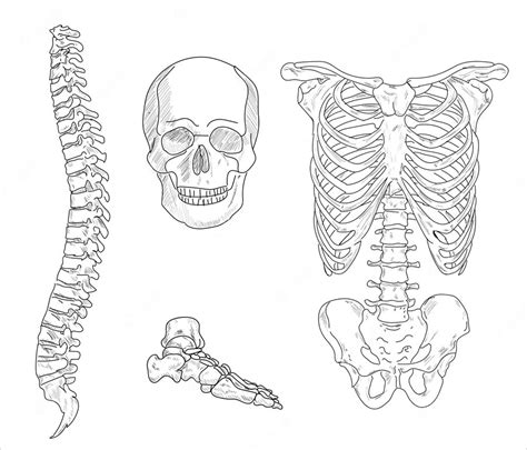 Premium Vector Human Joints And Body Parts Bone Icons Sketch