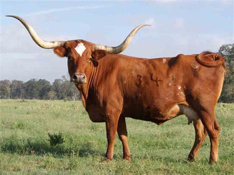 Longhorn Cattle Wallpapers Animal Hq Longhorn Cattle Pictures 4k