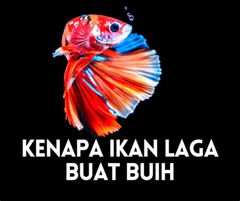 Beza Ikan Laga Jantan Dan Betina | Pemilihan Induk Ikan Laga (2025)