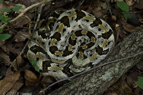 Timber Rattlesnake - eMuseum of Natural History