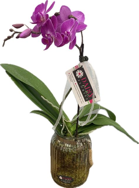 single spike orchid in a vase