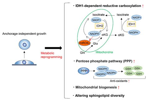 Metabolic Reprogramming Encyclopedia Mdpi