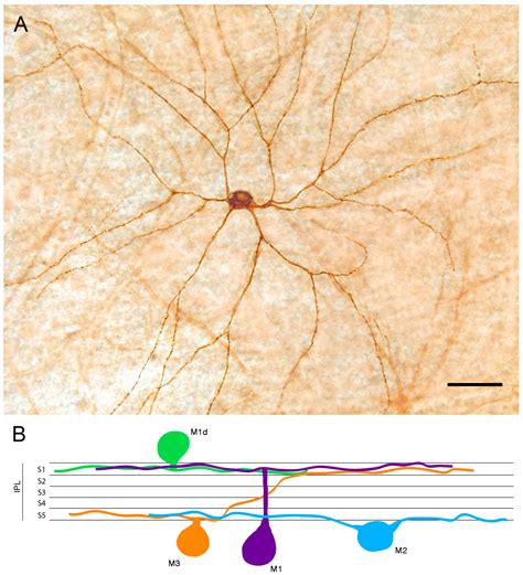 Melanopsin Ganglion Cells