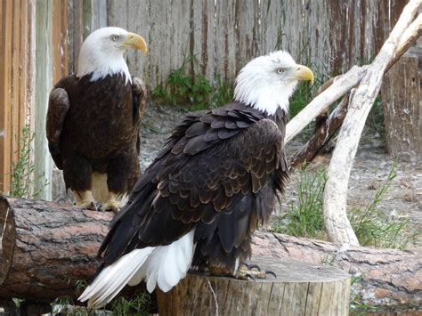 Birds Of Prey - Bald Eagles - ZooChat