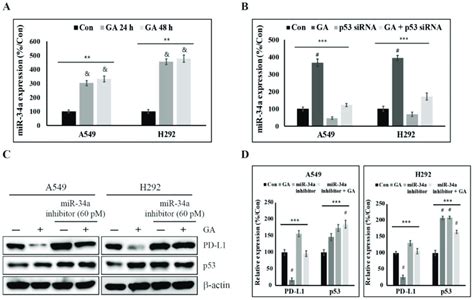 Ga Upregulates The Pd L Expression By P Via Mir A A Relative