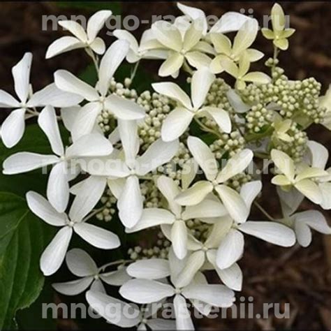 Саженцы Гортензия метельчатая Грейт Стар (Hydrangea paniculata Great ...