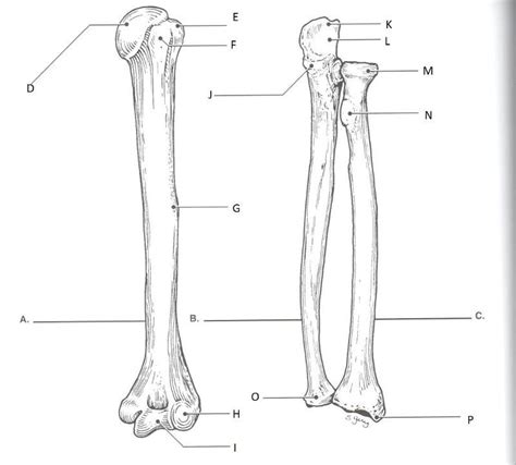 Radius And Ulna Label Anatomy Bones Medical Anatomy Human Anatomy