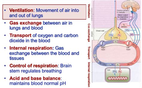 Physiology Respiration Flashcards Quizlet