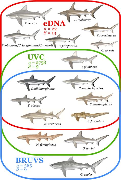 Detection of shark species with different sampling methods. Venn ...