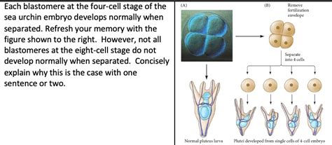 SOLVED Each Blastomere At The Four Cell Stage Of The Sea Urchin Embryo