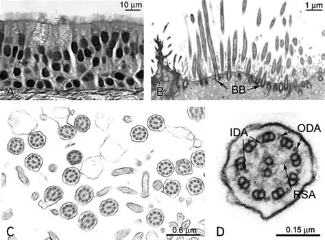 Cilia On A Cell