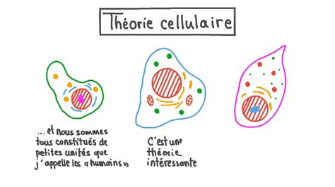 Les cellules animales et végétales Baamboozle Baamboozle The Most