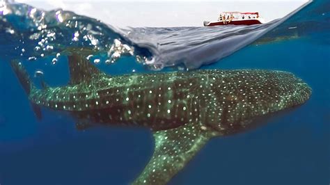 Whale Shark Tour in Cancun | Snorkeling and more | Cancun Snorkeling