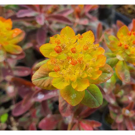 Euphorbia Polychroma Bonfire Le Chatel Des Vivaces