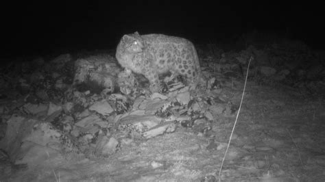 Snow Leopard Caught On Camera Traps In Natural Park AKIpress News Agency