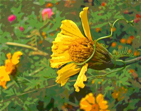 Marigold And Vine Photograph By Padre Art