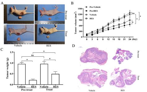 Resveratrol Inhibited Cervical Tumor Growth In Mice Model Hela Cells