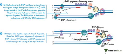 Dna Replication Mcat Biology Medschoolcoach