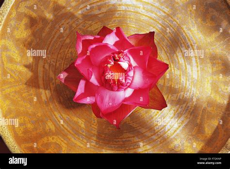 Pink Lotus Flower Nelumbo Nucifera Indian Lotus Sacred Lotus Lotus