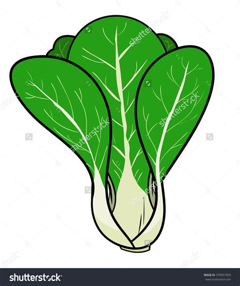 Chinese cabbage clipart 20 free Cliparts | Download images on Clipground 2023